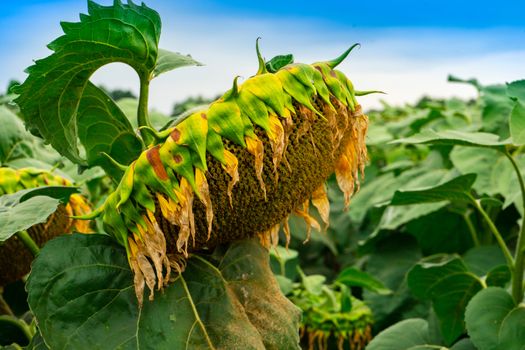 a sunflower is on the field