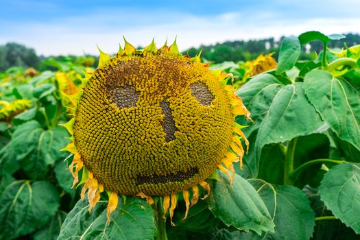 a sunflower is on the field