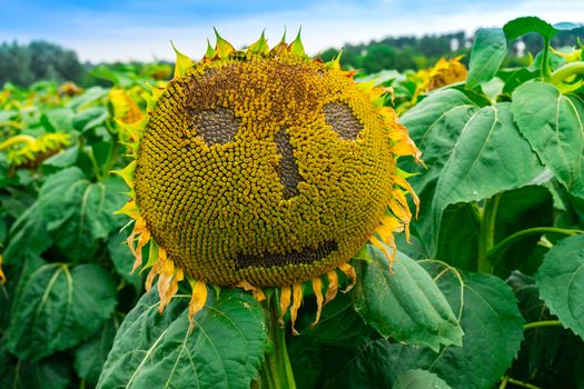 a sunflower is on the field