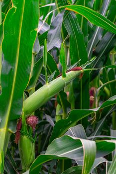 the beginnings of green corn grow on the stem