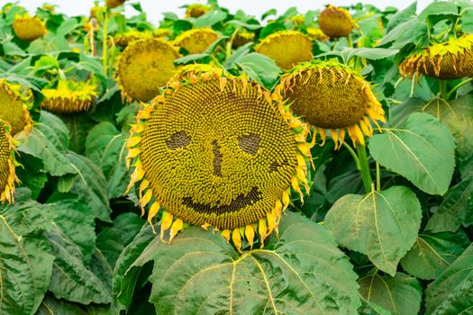 a sunflower is on the field