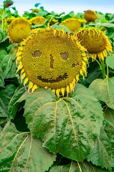 a sunflower is on the field