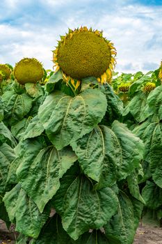 a sunflower is on the field