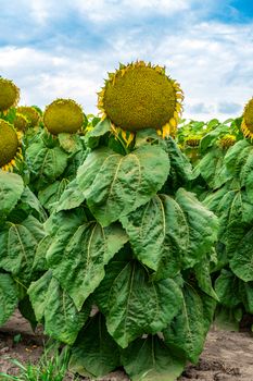 a sunflower is on the field