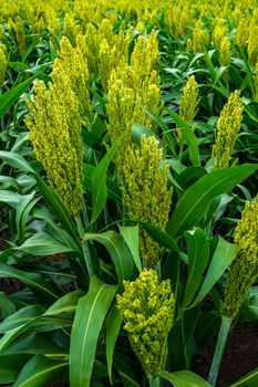 green sorghum with yellow color grows on the field