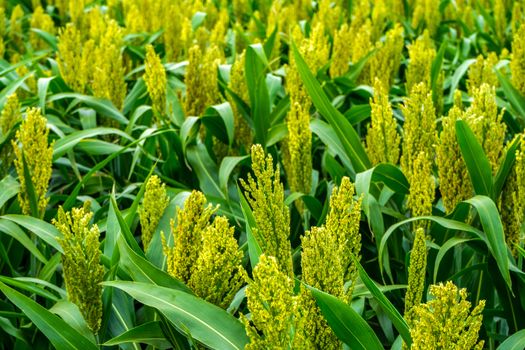 green sorghum with yellow color grows on the field