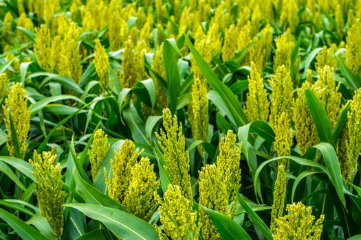 green sorghum with yellow color grows on the field