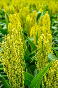 green sorghum with yellow color grows on the field