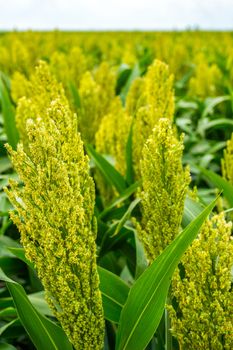 green sorghum with yellow color grows on the field