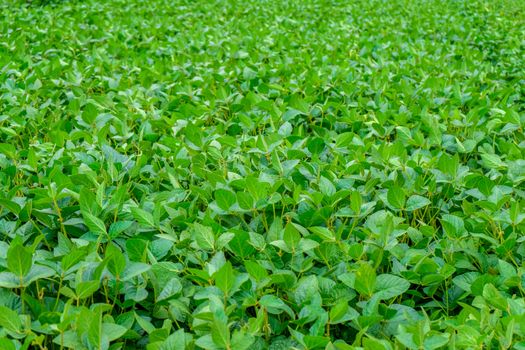 green soybeans growing on a farm field