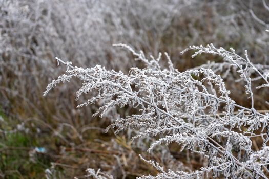 good frosty morning on the outskirts of the forest, hoarfrost on the grass