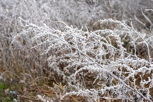 good frosty morning on the outskirts of the forest, hoarfrost on the grass