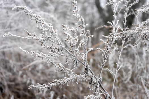 good frosty morning on the outskirts of the forest, hoarfrost on the grass