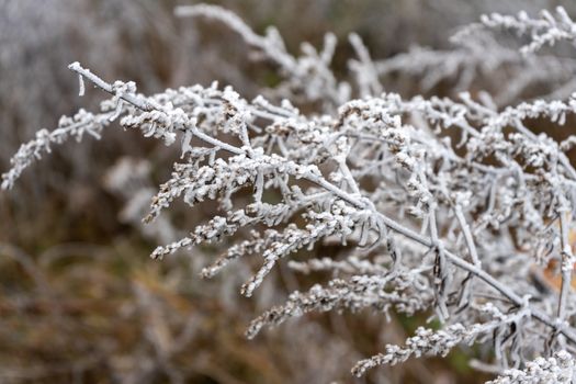 good frosty morning on the outskirts of the forest, hoarfrost on the grass