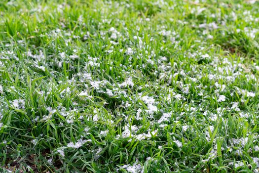 green grass in the snow