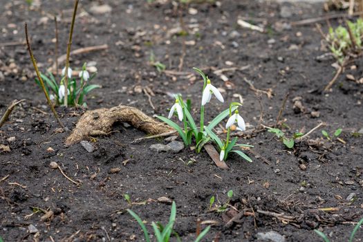 snowdrop is the best spring flower