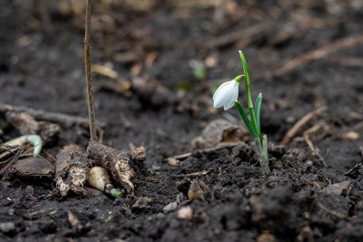 snowdrop is the best spring flower