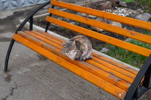 home cat sitting on a bench