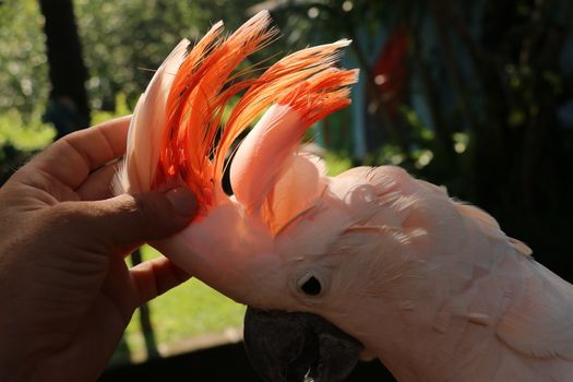 Woman hand touching beautiful specimen of coockatoo. Cute Cacatua Moluccensis standing on a branch of a wood and stroking its feathers. Salmon Crested Cockatoo. Tropical travel concept.