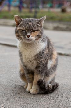 Homemade cat sitting on the sidewalk