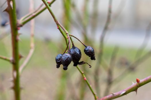 dried rose hips in the bush