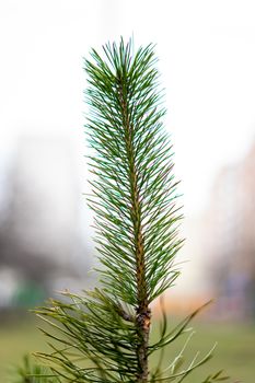 sprout of young fir tree