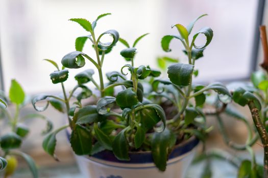 Green flowerpot in a pot