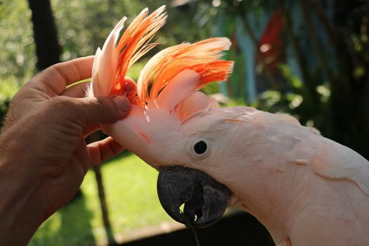 Woman hand touching beautiful specimen of coockatoo. Cute Cacatua Moluccensis standing on a branch of a wood and stroking its feathers. Salmon Crested Cockatoo. Tropical travel concept.