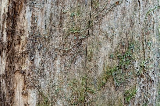 texture of old tree without bark