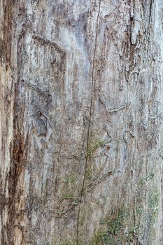 texture of old tree without bark
