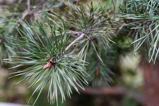 green pine branch photographed closeup