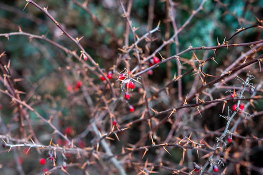 dry and prickly bush with red berries