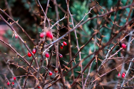 dry and prickly bush with red berries