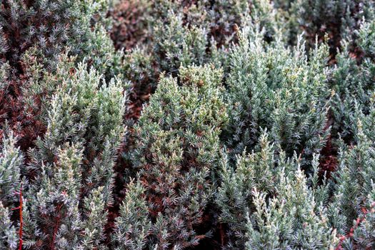 evergreen ornamental plant with needles