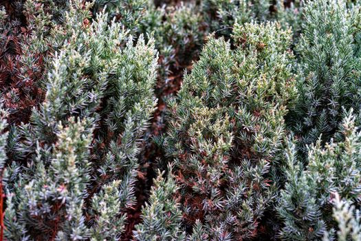 evergreen ornamental plant with needles