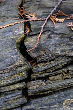 background texture of old and cracked fallen tree