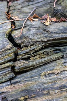 background texture of old and cracked fallen tree