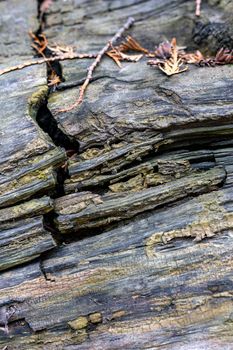 background texture of old and cracked fallen tree