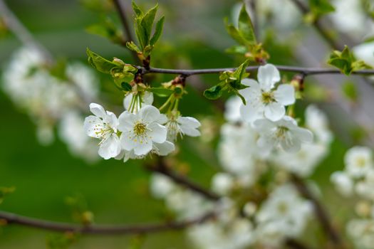 white pear blossom on green background in spring closeup