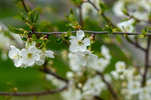 white pear blossom on green background in spring closeup