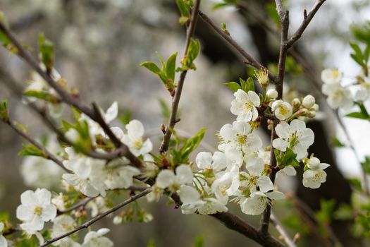 white pear blossom on green background in spring closeup