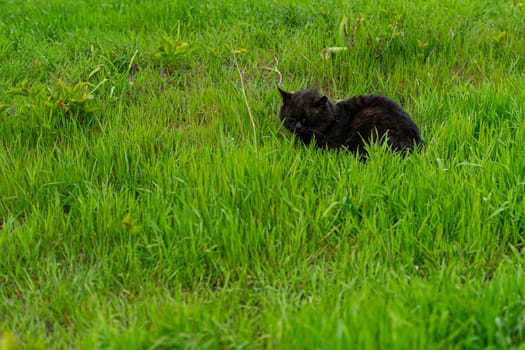 black cat resting on green grass on a warm spring day