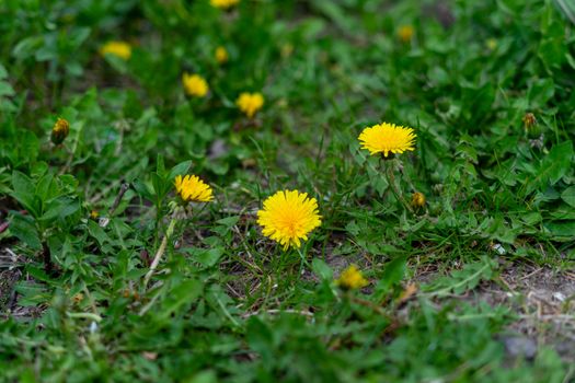 beautiful yellow dandelion and green grass growing in the garden