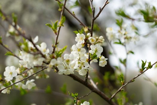 white pear blossom on green background in spring closeup