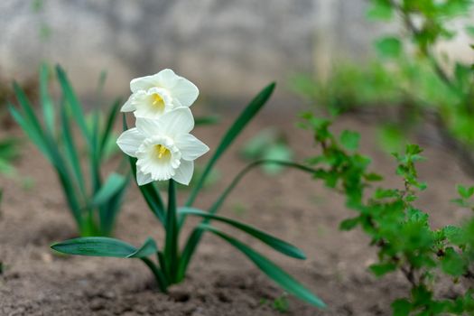 Narcissus tubular white delicate flower with a thin stem and exquisite aroma