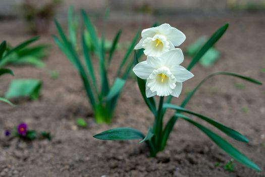 Narcissus tubular white delicate flower with a thin stem and exquisite aroma