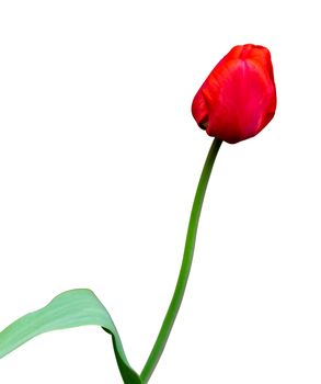 Isolate red tulip on a white background