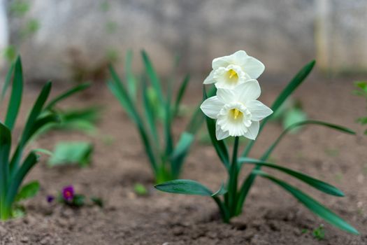 Narcissus tubular white delicate flower with a thin stem and exquisite aroma