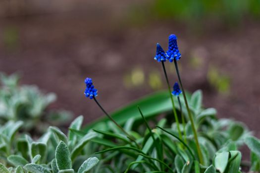 muscari bright blue early spring flower grows outdoors