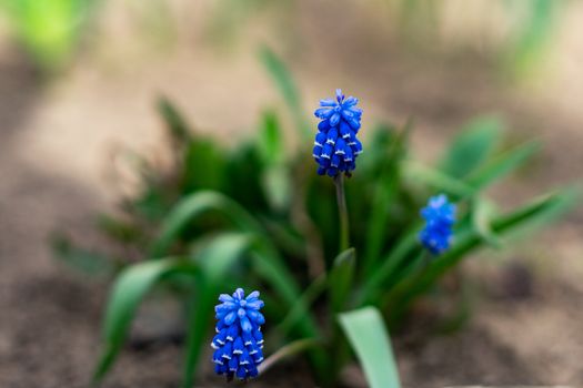 muscari bright blue early spring flower grows outdoors